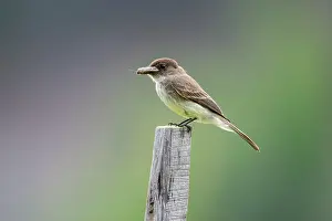 Avian Prints: Eastern phoebe (Sayornis phoebe), Wanup, Ontario, Canada