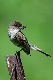 Avian Prints: Eastern phoebe (Sayornis phoebe), Wanup, Ontario, Canada