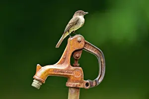 Wildlife Refuge Prints: Eastern phoebe (Sayornis phoebe) perched on a pump handle at the Eden Falls trailhead