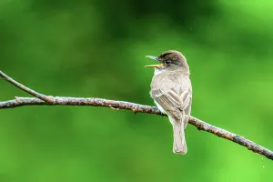 Adaptation Prints: Eastern phoebe (Sayornis phoebe) vocalizing, Greater Sudbury, Ontario, Canada