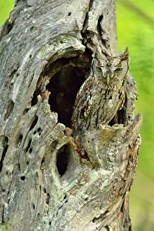 Camouflaged Prints: Eastern Screech-Owl (Megascops asio), Rio Grande City, Texas, USA