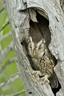 Camouflaged Prints: Eastern Screech-Owl (Megascops asio) Adult in a nest cavity, Rio Grande City, Texas, USA