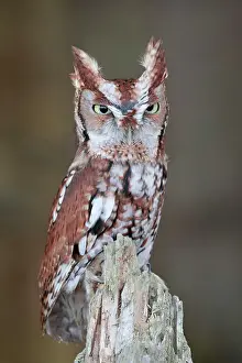 Eastern Screech-Owl (Megascops asio) - captive bred, Ontario, Canada
