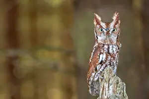 Owls Prints: Eastern Screech-Owl (Megascops asio) - captive bred, Ontario, Canada