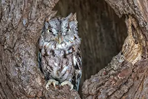 Owls Prints: Eastern Screech-Owl (Megascops asio) - captive bred, Ontario, Canada