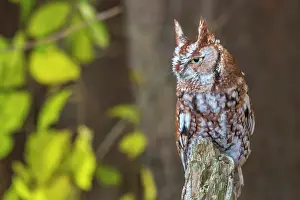 Owls Prints: Eastern Screech-Owl (Megascops asio) - captive bred, Ontario, Canada