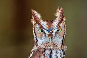 Owls Prints: Eastern Screech-Owl (Megascops asio) - captive bred, Ontario, Canada