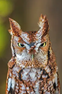 Owls Prints: Eastern Screech-Owl (Megascops asio) - captive bred, Ontario, Canada