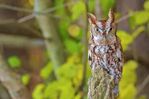 Owls Prints: Eastern Screech-Owl (Megascops asio) - captive bred, Ontario, Canada