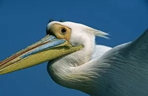 African Bird Gallery: Eastern White Pelicans