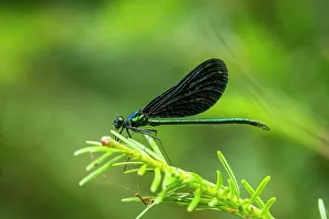 Odonata Prints: Ebony jewelwing (Calopteryx maculata), Greater Sudbury, Ontario, Canada