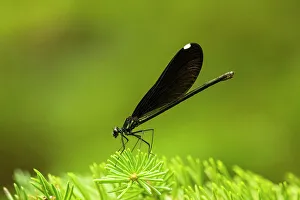 Non Venomous Prints: Ebony jewelwing (Calopteryx maculata) Female, Greater Sudbury, Ontario, Canada