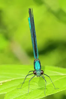 Damselflies Prints: Ebony Jewelwing (Calopteryx maculata) male, Thornton, Ontario, Canada