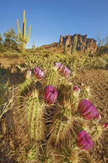Phoenix Prints: Echinocereus cactus in bloom - USA, Arizona, Maricopa, Phoenix