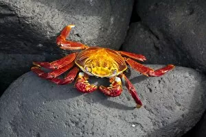Ecuador, Galapagos. A brightly coloured Sally lightfoot crab skips over the dark rocks
