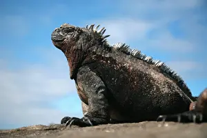 Sun Bathing Prints: Ecuador, Galapagos. A large male marine iguana soaks up the rays