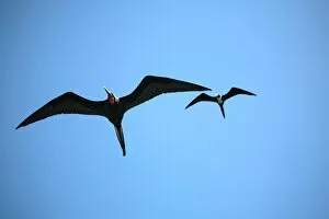 Ecuador, Galapagos. A male and female frigate bird soar overhead