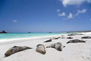 Sea Lion Prints: Ecuador, Galapagos. Sunbathing sea lions on the stunning beaches of San Cristobal