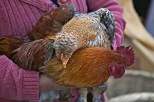 Ecuador, Plump cockerels and chickens are sold at the weekly farmers├ó├é┬Ç├é┬Ö market at Sangolqui