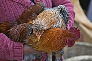 Indigenous Gallery: Ecuador, Plump cockerels and chickens are sold at the weekly farmers market at Sangolqui