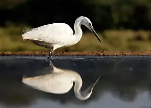 Egret Prints: Egret and its reflection in a lagoon, Zimanga Private Game Reserve, Natal, South Africa
