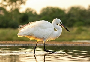 Natal Prints: Egret, Zimanga Private Game Reserve, Natal, South Africa