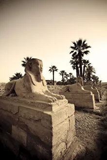 Egypt, Luxor, Luxor Temple, Avenue of Sphinxes