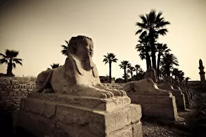 Images Dated 23rd February 2010: Egypt, Luxor, Luxor Temple, Avenue of Sphinxes