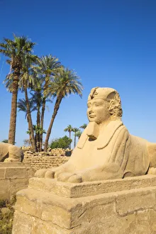 Images Dated 12th June 2017: Egypt, Luxor, Luxor Temple, Avenue of Spinxes