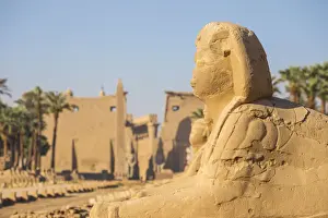 Egypt, Luxor, Luxor Temple, Avenue of Spinxes and the entrance to the temple known