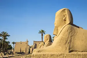 Egypt Prints: Egypt, Luxor, Luxor Temple, Avenue of Spinxes and the entrance to the temple known