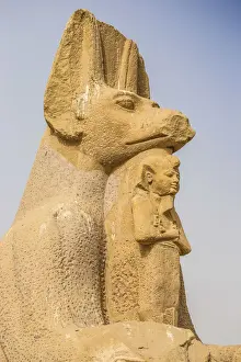 Egypt, Luxor, West Bank, Sphinx at the Temple of Ramessess 11 known as The Ramesseum