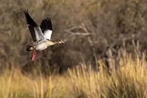Images Dated 17th June 2020: Egyptian Goose, Okavango Delta, Botswana