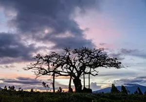 Images Dated 9th October 2018: El Lechero Sacred Tree at sunset, Pucara de Rey Loma, Otavalo, Imbabura Province, Ecuador
