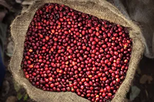 Harvesting Prints: El Salvador, Full Bag Of Coffee Cherries, Picked, Coffee Farm, Finca Malacara, Slopes