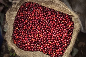 Images Dated 21st May 2013: El Salvador, Full Bag Of Coffee Cherries, Picked, Coffee Farm, Finca Malacara, Slopes