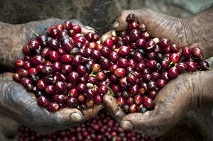 Harvest Gallery: El Salvador, Coffee Pickers, Hands Full Of Coffee Cherries, Coffee Farm, Finca Malacara