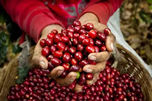 El Salvador, Coffee Pickers, Hands Full Of Coffee Cherries, Coffee Farm, Slopes Of