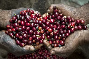 Harvest Prints: El Salvador, Coffee Pickers, Hands Full Of Coffee Cherries, Coffee Farm, Finca Malacara