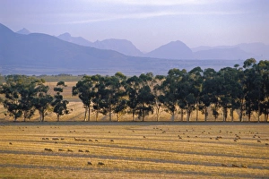 African Countryside Gallery: Elandsberg Farm