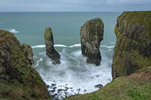 Images Dated 16th July 2021: Elegug Stacks at Castlemartin on the Pembrokeshire Coast National Park, Wales, UK
