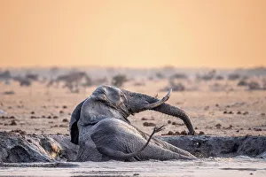 Bathing Prints: Elephant bathing in water, Nxai Pan National Park, Botswana