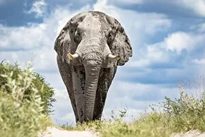 Images Dated 17th June 2020: Elephant bull, Baines Baobabs, Nxai Pan National Park, Botswana