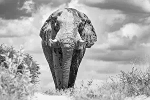 Salt Pans Prints: Elephant bull, Baines Baobabs, Nxai Pan National Park, Botswana