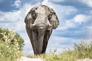 Elephant bull, Baines Baobabs, Nxai Pan National Park, Botswana