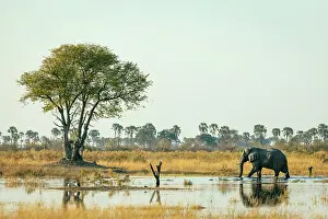 Moremi Prints: Elephant bull walking through water, Moremi Game Reserve, Okavango Delta, Botswana