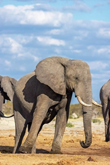 Bull Prints: Elephant bull at a waterhole, Savute, Botswana