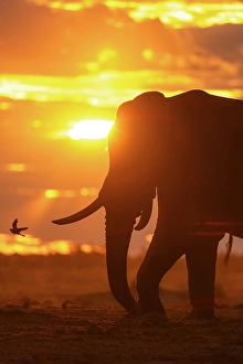 Botswana Prints: Elephant bull at a waterhole at sunset, Savute, Botswana