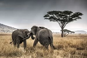 Elephant Gallery: Elephant bulls fighting in thw Serengeti National Park, Tanzania, Africa