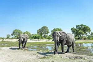 Elephant bulls at the water, Okavango Delta, Botswana